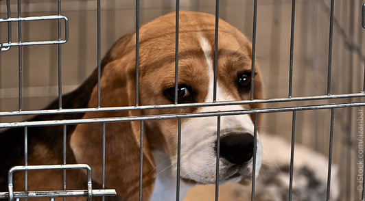 beagle in laboratory cage