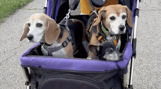 two dogs in stroller