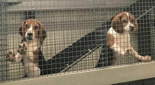 beagles in cage