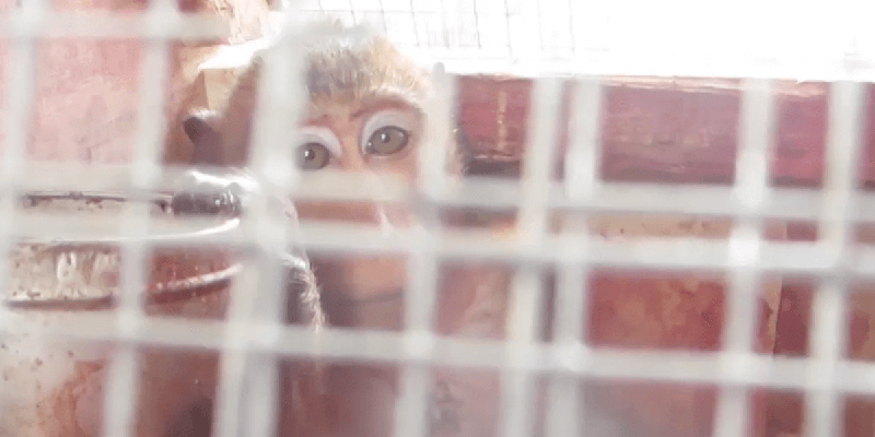 photo of monkey in crate