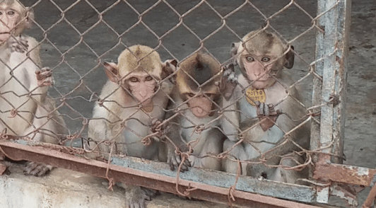 monkeys in cage