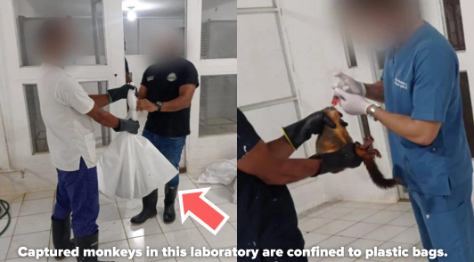 workers holding monkey in plastic bags