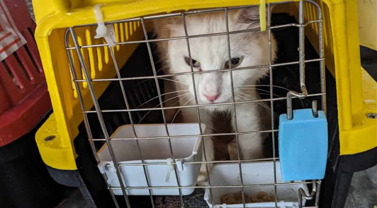 cat shipped in plastic crate