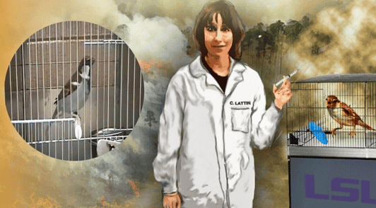 Drawing of Christine Lattin next to images of birds in cages