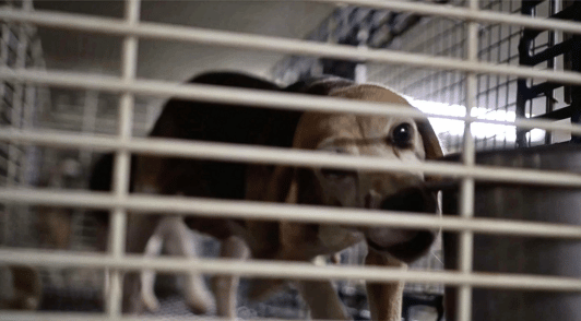 dog in cage at Ridglan Farms lab