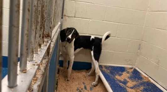 dog in laboratory cage