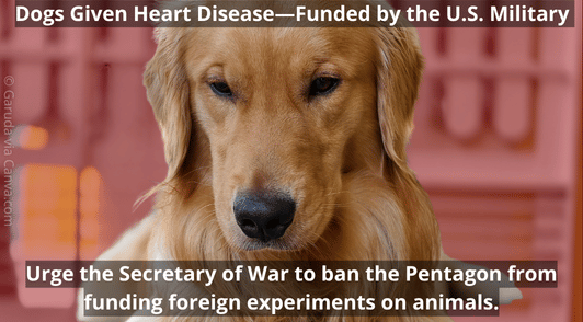 dog looking down with the words dogs given heart disease funded by the US military