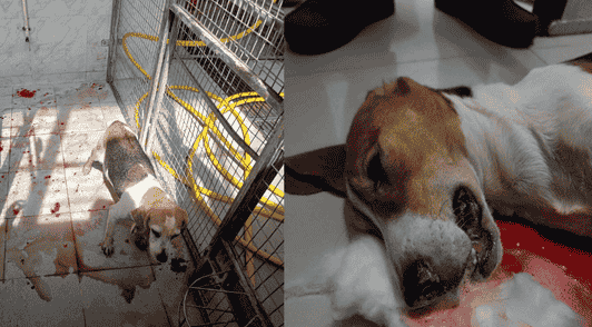 dogs on floor covered in blood