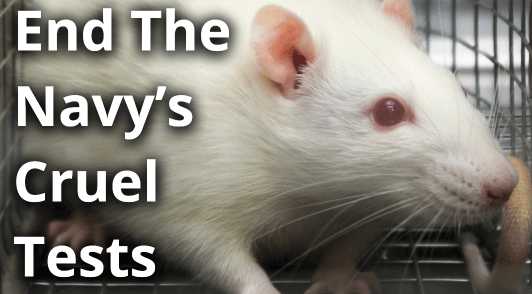 white rat with the words end the navys cruel tests