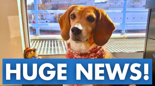 dog wearing bandana with the words huge news
