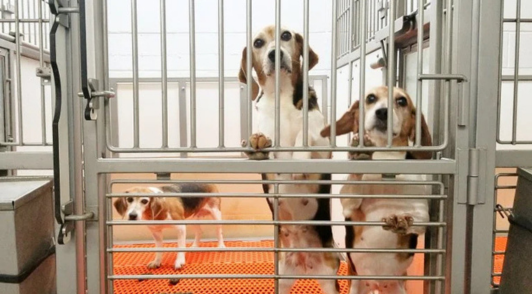 dogs in cage at Envigo