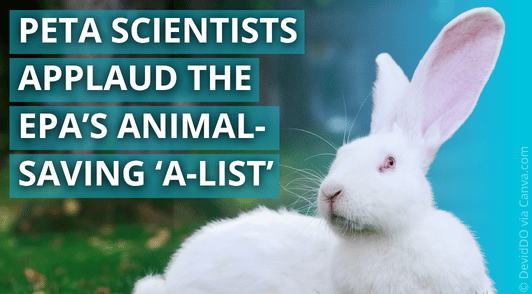 white rabbit with the words PETA scientists applaud the epas animal saving a list