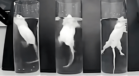 rats in beakers of water