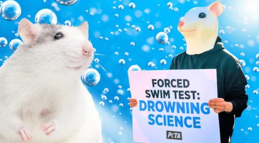 rat next to image of someone dressed like a rodent holding a sign reading forced swim test drowning science