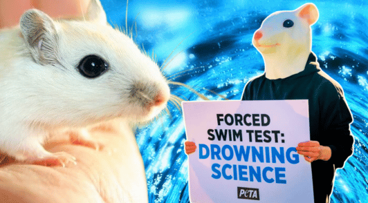 someone dressed as a mouse holding a sign reading forced swim test drowning science next to someone holding a rodent