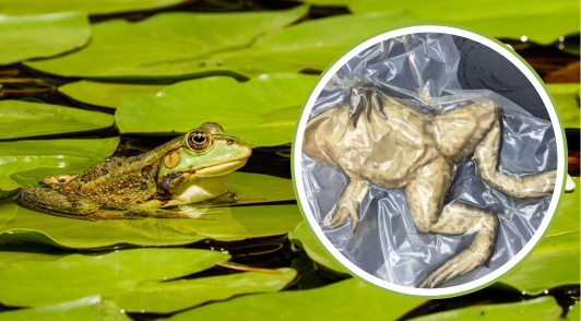 frog in nature on a lily pad next to frog in plastic used for dissection