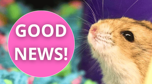 hamster with the words good news