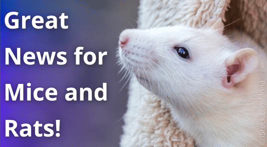 rodent with the words great news for mice and rats