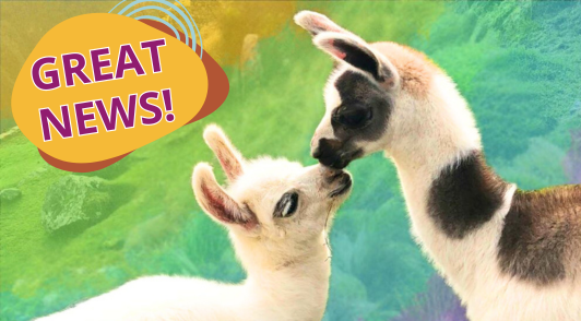 two llamas touching noses with the words great news