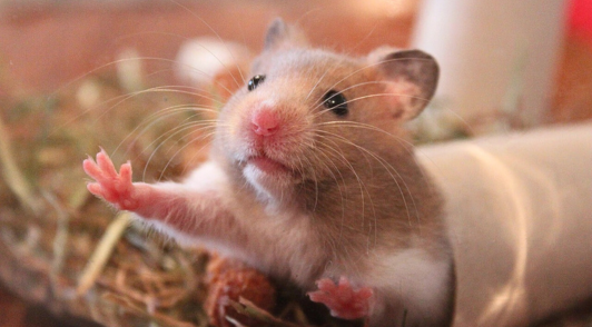 hamster with feet on glass
