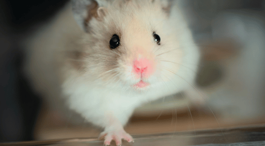 hamster looking at camera