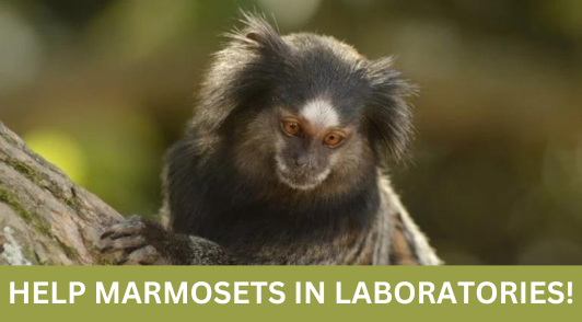 marmoset in nature with the words help marmosets in laboratories