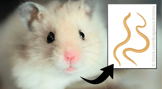 hamster next to a diagram of hookworms