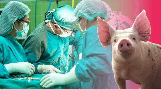 surgeons next to an image of a pig