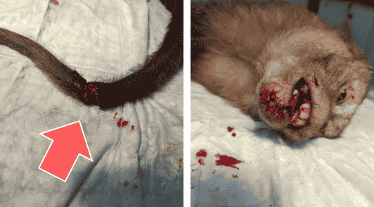 monkeys with bloody injuries at laboratory