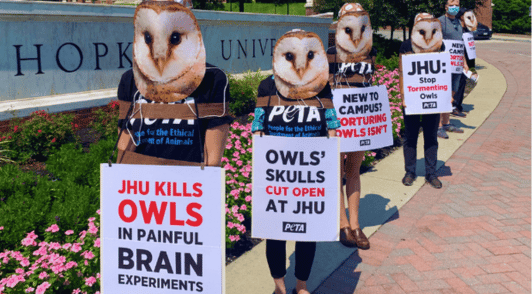 people dressed as owls holding protest signs at JHU