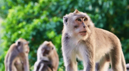 monkeys in nature