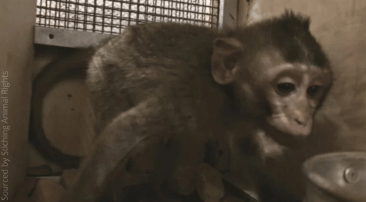 monkey in a transport crate