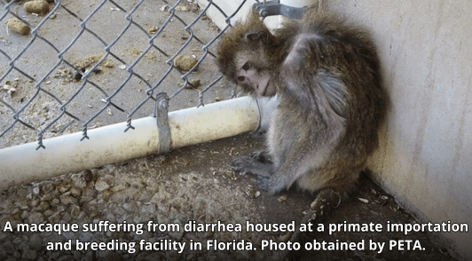 sick monkey in dirty cage