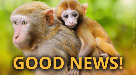 baby monkey on mothers back with the words good news