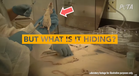 rodent being injected by laboratory experimenter with the words but what is it hiding