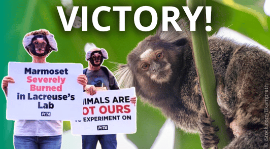 marmoset in tree next to image of protesters with the word victory at the top