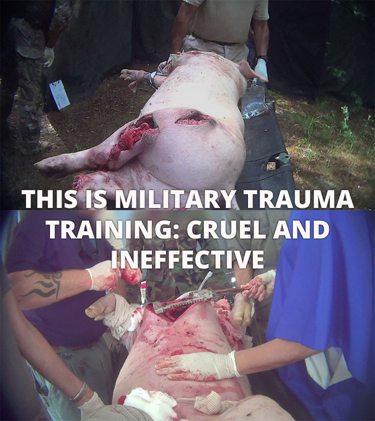 pig cut open for trauma training
