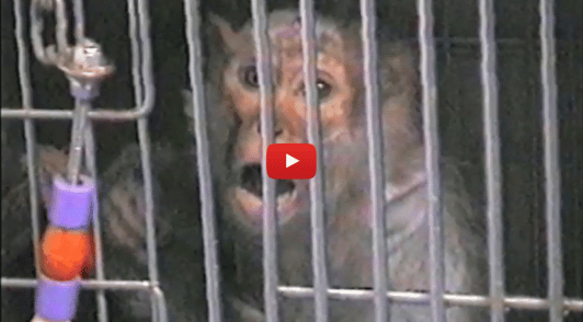 monkey in laboratory cage