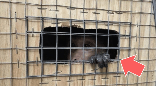 primate in wooden transport crate