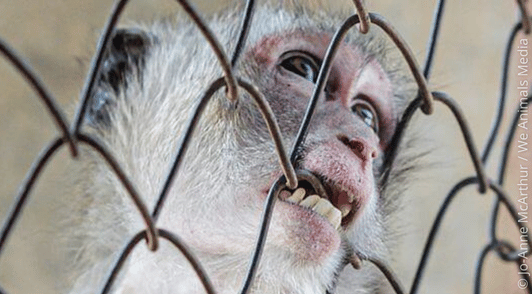 monkey biting metal cage