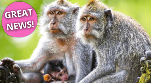 monkey family with the words great news