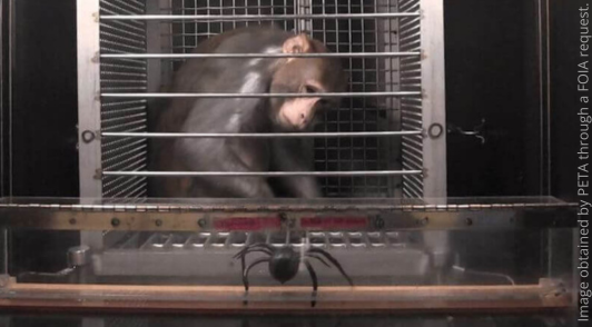 monkey in lab cage with spider in front of cage