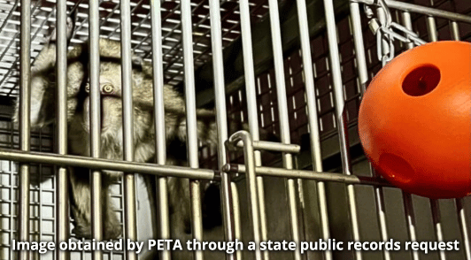 monkey in laboratory cage