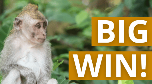 monkey in nature with the words big win
