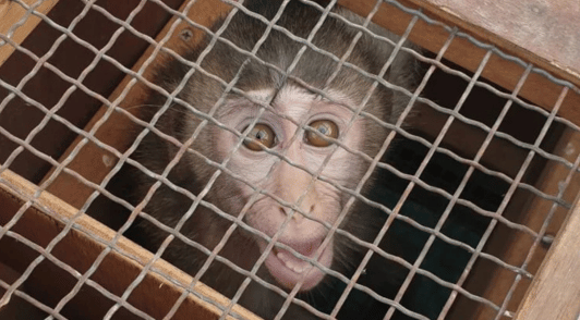 monkey looking up through cage