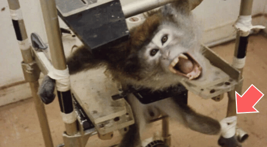monkey restrained in lab