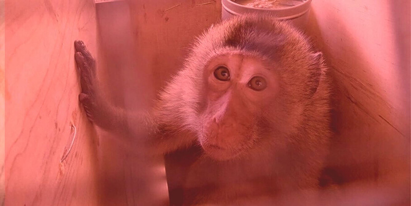photo of monkey in crate