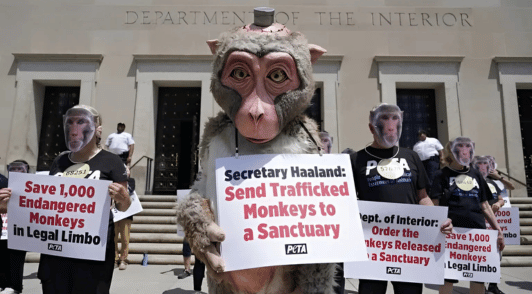 people dressed as primates holding protest signs urging official to send trafficked monkeys to a sanctuary