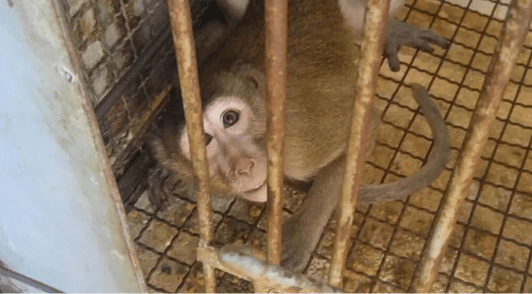 monkey looking through cage bars