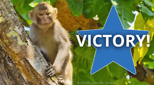 monkey in tree with the word victory